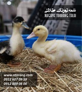 فروش جوجه اردک 1 هفته